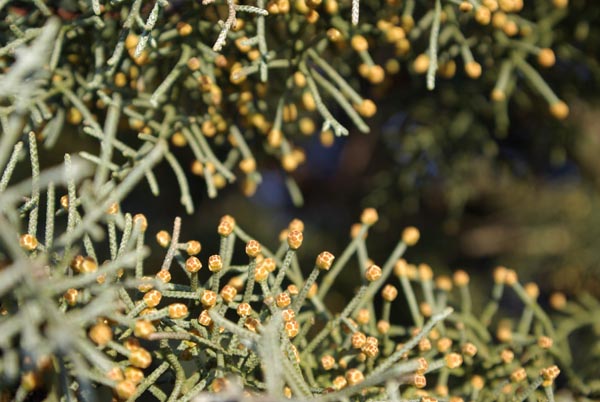 semence Cyprès de l'Arizona CUPRESSUS ARIZONICA