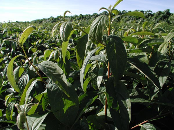 semence Plaqueminier du levant DIOSPYROS LOTUS