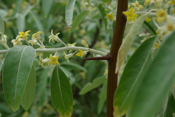 semence Olivier de Bohème ELAEAGNUS ANGUSTIFOLIA