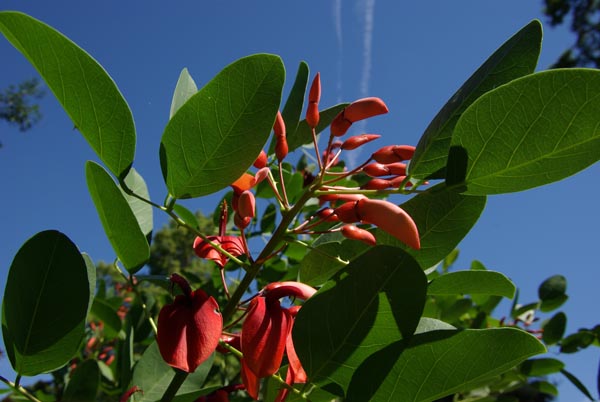 semence Erythrine ERYTHRINA CRISTA-GALLI