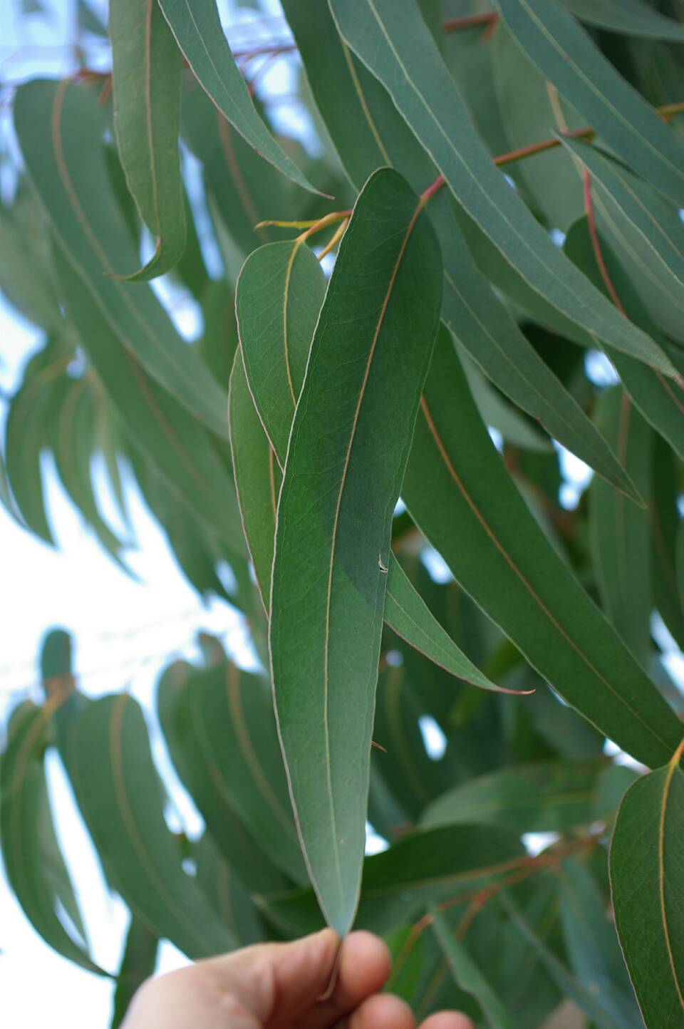 semence Gommier bleu EUCALYPTUS GLOBULUS