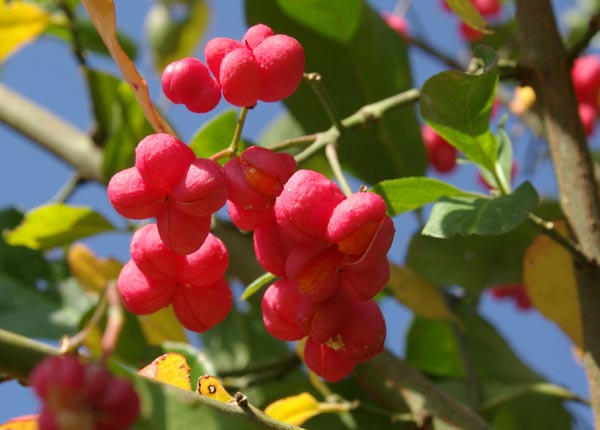 semence Fusain d'Europe EUONYMUS EUROPAEUS