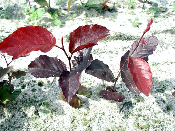 semence Hêtre commun FAGUS SYLVATICA