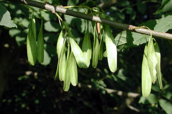 semence Frêne commun FRAXINUS EXCELSIOR