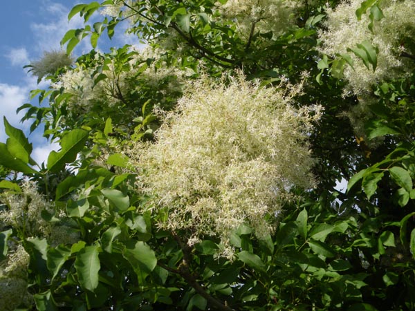 semence Frêne à fleurs FRAXINUS ORNUS