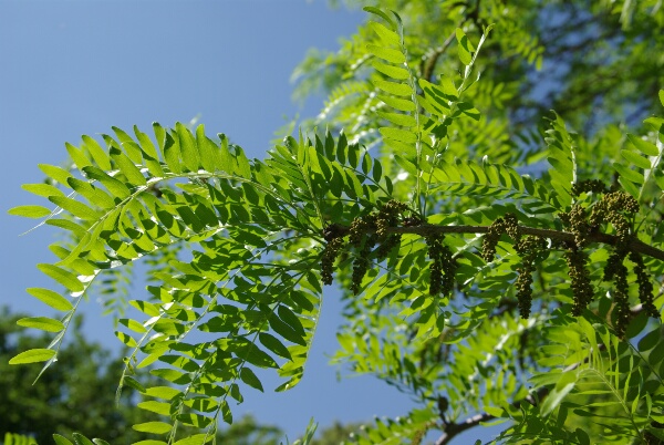 semence Févier d'Amérique GLEDITSIA TRIACANTHOS