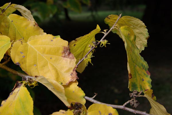 semence Hamamelis de Virginie HAMAMELIS VIRGINIANA