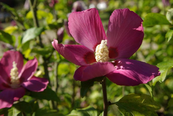 semence Mauve en arbre HIBISCUS SYRIACUS