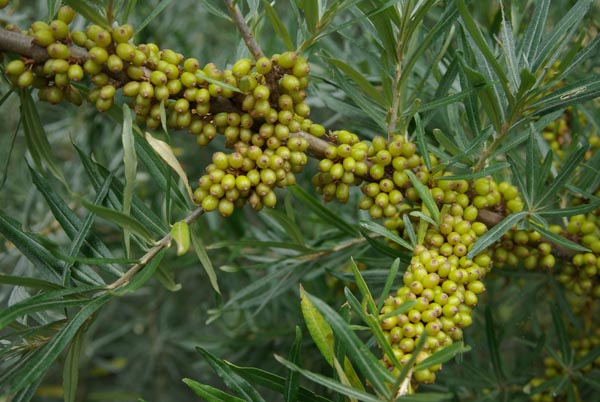 semence Argousier HIPPOPHAE RHAMNOIDES