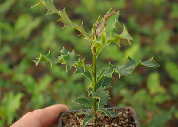 semence Houx commun ILEX AQUIFOLIUM