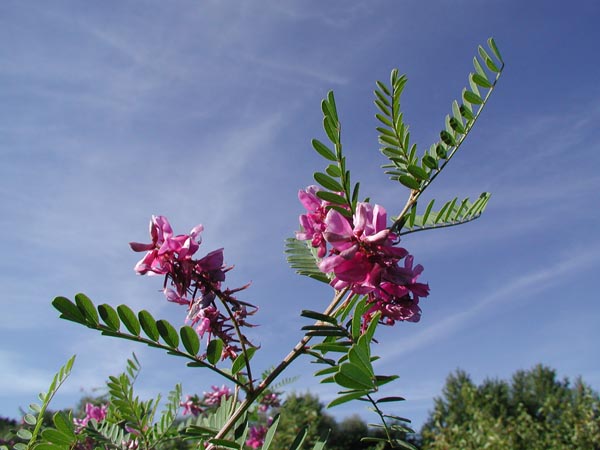 semence Indigotier INDIGOFERA GERARDIANA