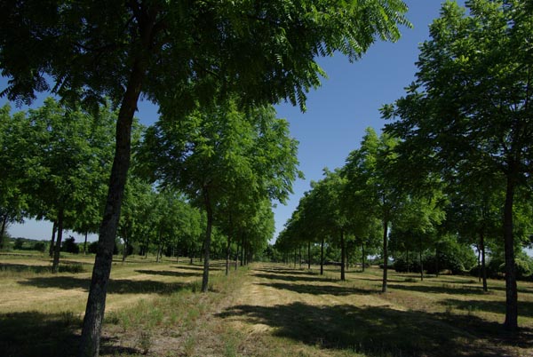 semence Noyer noir d'Amérique JUGLANS NIGRA