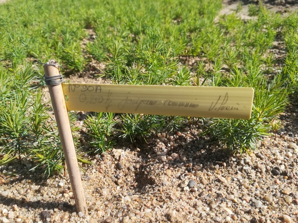 semence Genévrier commun JUNIPERUS COMMUNIS