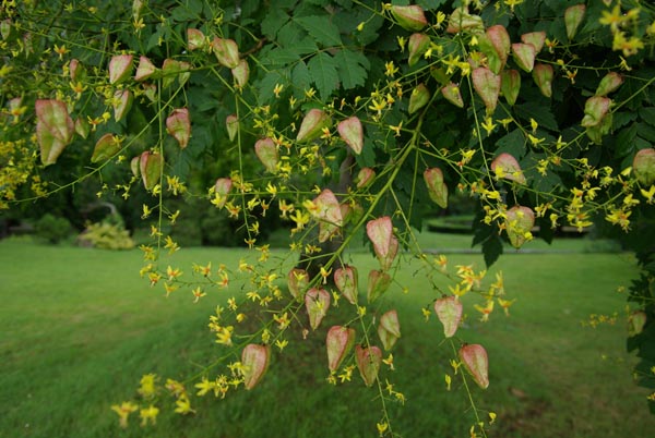 semence Faux savonnier KOELREUTERIA PANICULATA