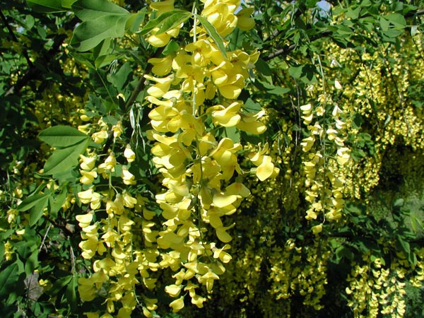 semence Cytise LABURNUM ANAGYROIDES