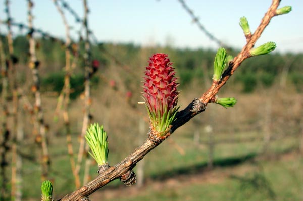 semence Mélèze d'Europe LARIX DECIDUA