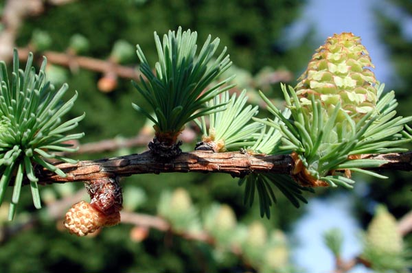 semence Mélèze du Japon LARIX KAEMPFERI