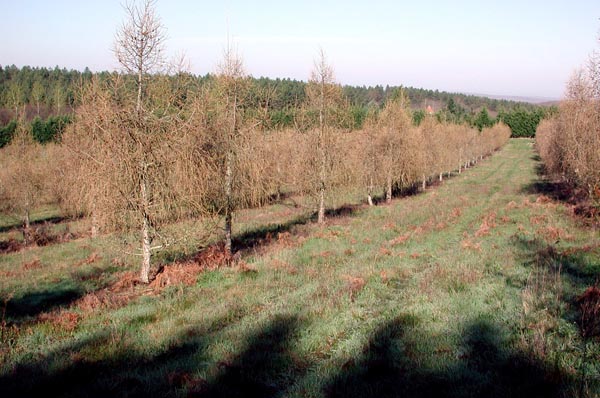 semence Mélèze hybride LARIX EUROLEPIS