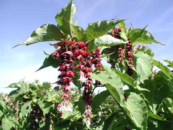 semence Arbre aux faisans LEYCESTERIA FORMOSA