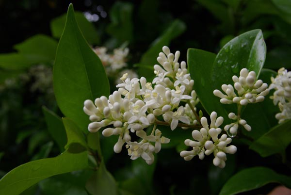 semence Troène du Japon LIGUSTRUM JAPONICUM