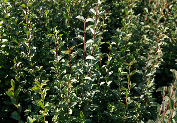 semence Troène de Chine LIGUSTRUM SINENSE