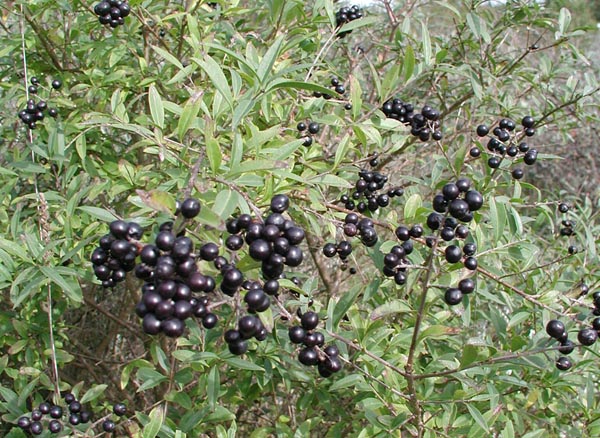 semence Troène commun LIGUSTRUM VULGARE