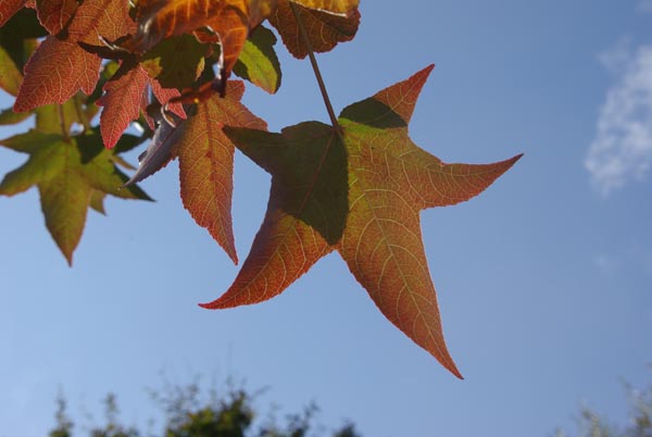 semence Copalme d'Amérique LIQUIDAMBAR STYRACIFLUA