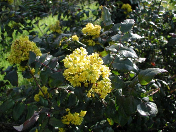 semence Mahonia commun MAHONIA AQUIFOLIUM