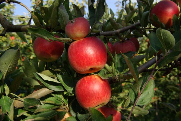 semence Pommier commun MALUS COMMUNIS