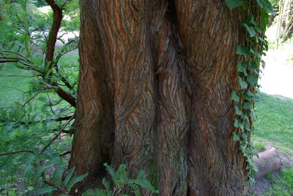 semence Metasequoia METASEQUOIA GLYPTOSTROBOIDES