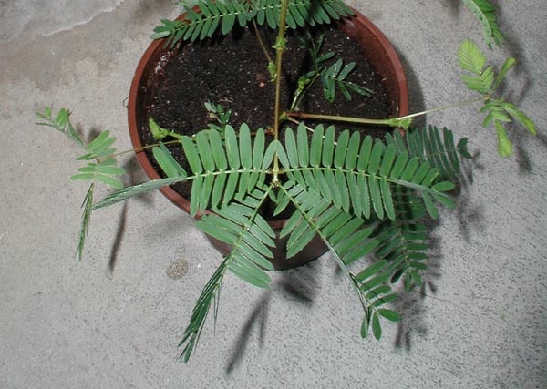 semence Sensitive MIMOSA PUDICA