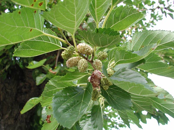 semence Mûrier blanc MORUS ALBA