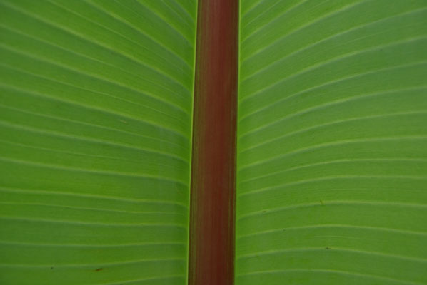 semence Bananier d'Abyssinie MUSA ENSETE (Ensete ventricosum)