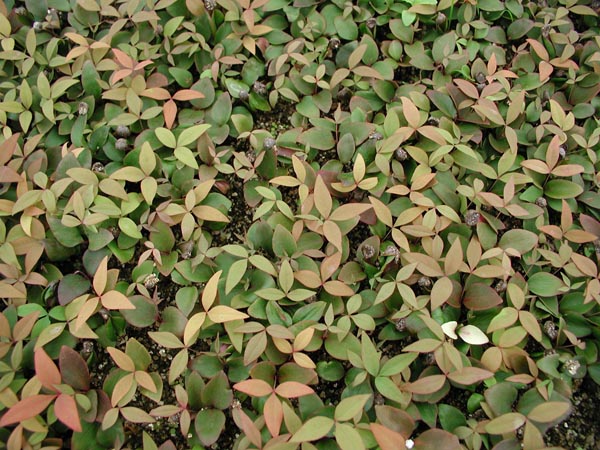 semence Nandina NANDINA DOMESTICA