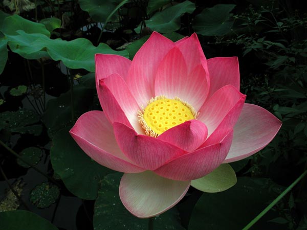 semence Lotus NELUMBO NUCIFERA