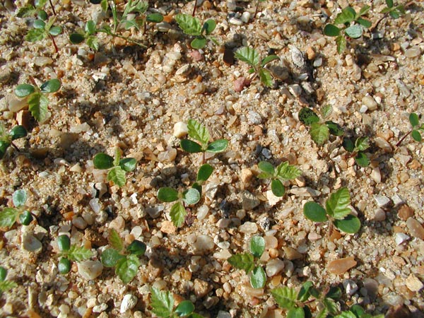semence Charme houblon OSTRYA CARPINIFOLIA