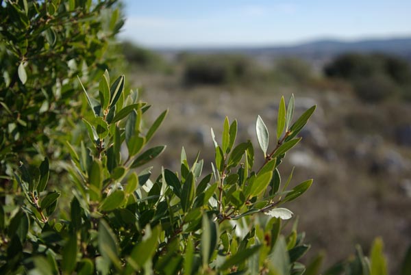 semence Filaire à feuilles étroites PHILLYREA ANGUSTIFOLIA