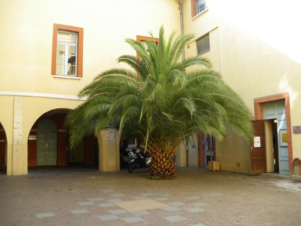 semence Palmier des Canaries PHOENIX CANARIENSIS