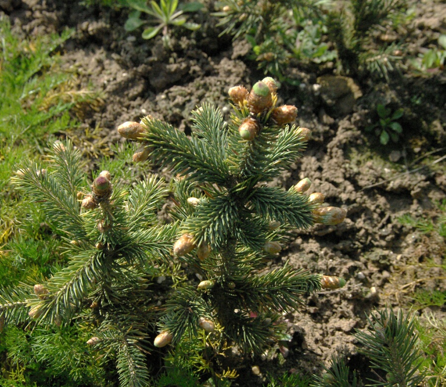 semence Epicéa d'Engelmann PICEA ENGELMANNII