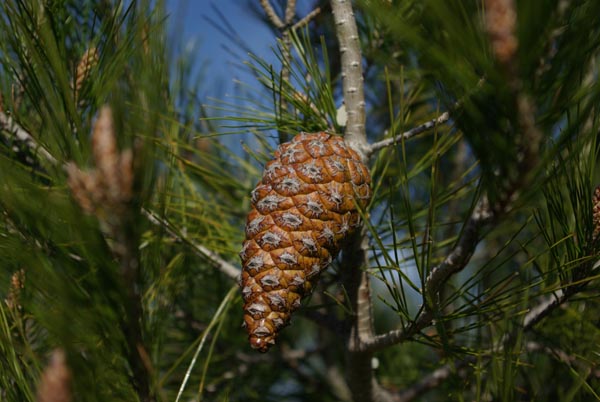 semence Pin d'Alep PINUS HALEPENSIS