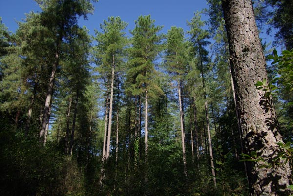 semence Pin laricio de Corse PINUS NIGRA CORSICANA