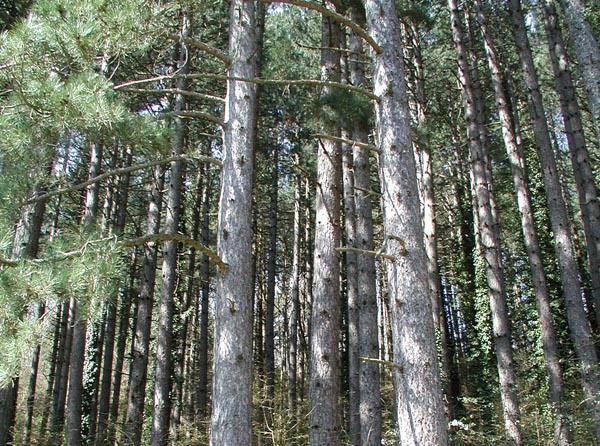 semence Pin de Salzmann PINUS NIGRA SALZMANNII