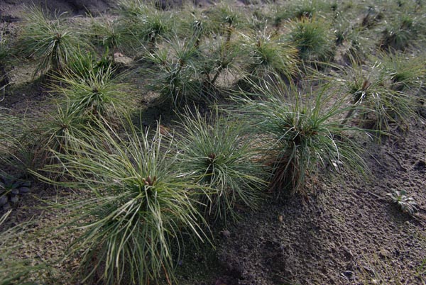 semence Pin Weymouth PINUS STROBUS