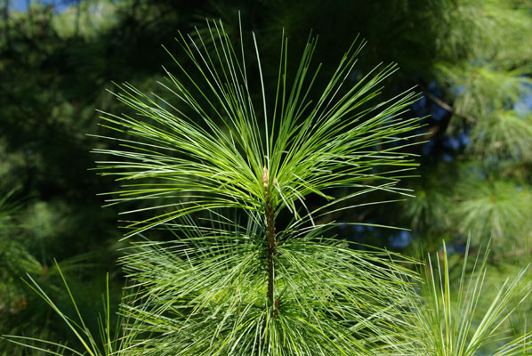 semence Pin pleureur de l'Himalaya PINUS WALLICHIANA