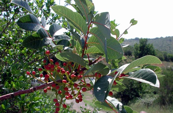 semence Pistachier térébinthe PISTACIA TEREBINTHUS