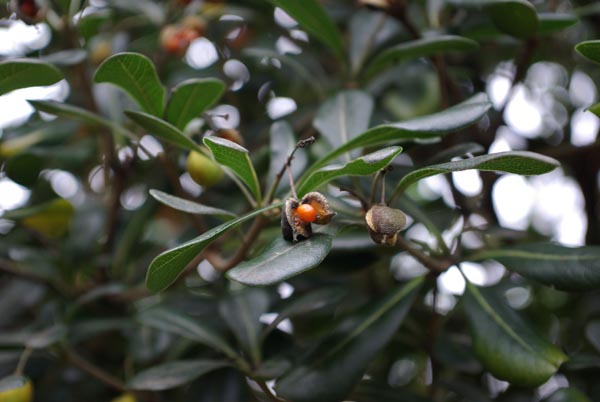 semence  PITTOSPORUM TOBIRA