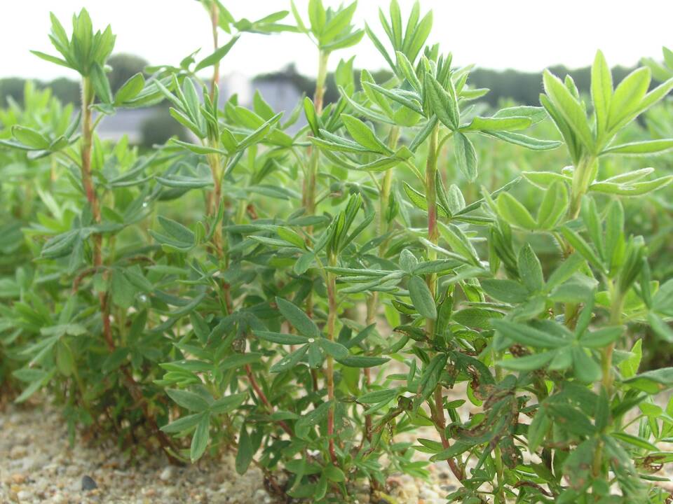 semence Potentille ligneuse POTENTILLA FRUTICOSA