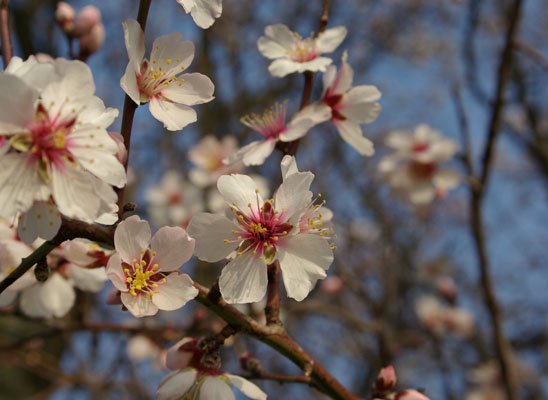 semence Amandier PRUNUS AMYGDALUS