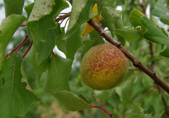 semence Abricotier PRUNUS ARMENIACA