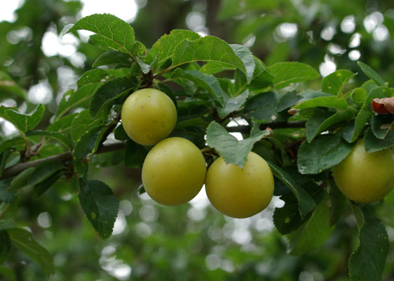 semence Prunier myrobolan PRUNUS CERASIFERA